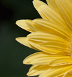 [Pale yellow flower] - 